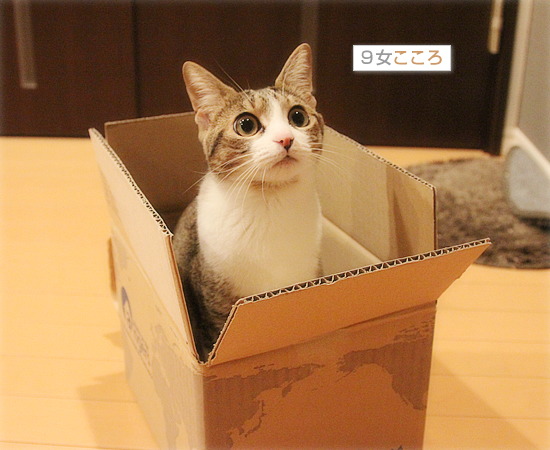 マグ猫_a0389088_18063925.jpg