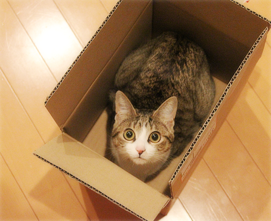 マグ猫_a0389088_18063945.jpg