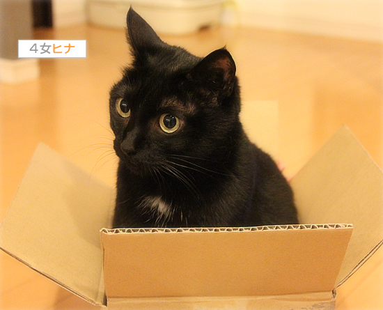 マグ猫_a0389088_18063949.jpg