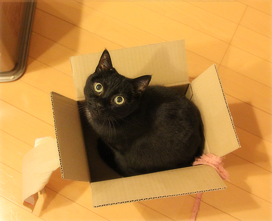 マグ猫_a0389088_18063982.jpg