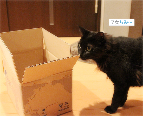 マグ猫_a0389088_18063989.jpg