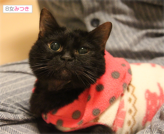 みつきの一周忌_a0389088_18074789.jpg