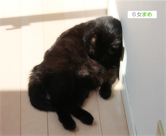 誰が犯人?_a0389088_18083729.jpg