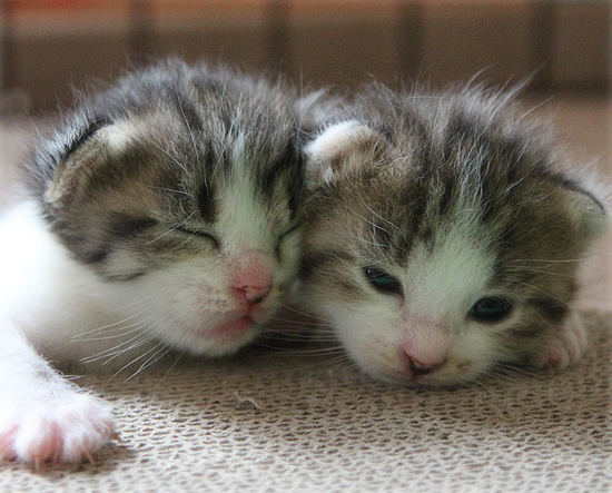 子猫の成長_a0389088_18083800.jpg
