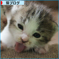 子猫の成長_a0389088_18083843.jpg