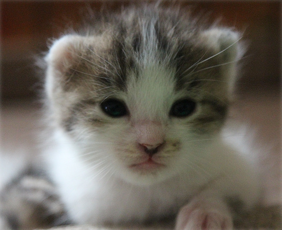 子猫の成長_a0389088_18083881.jpg