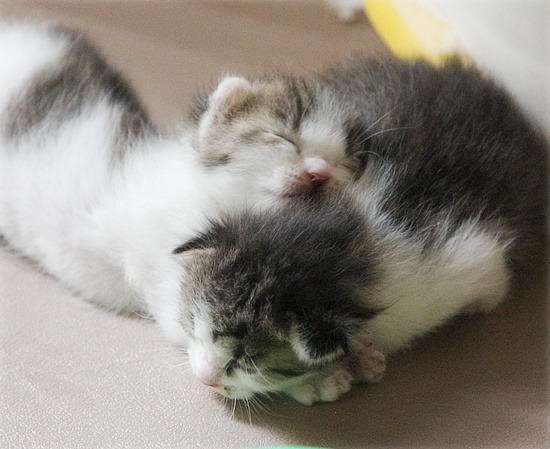 子猫の成長_a0389088_18083899.jpg