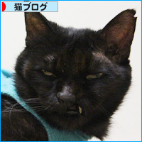 子猫の表情_a0389088_18084131.jpg