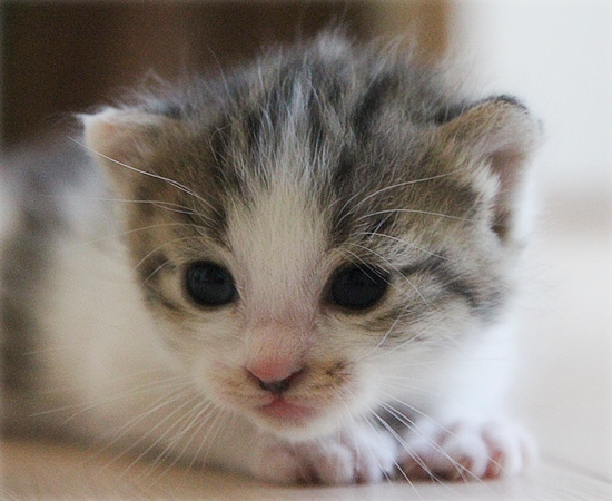 子猫の表情_a0389088_18084147.jpg