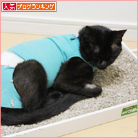 子猫の表情_a0389088_18084157.jpg
