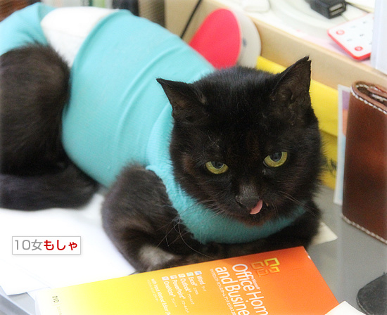 もしゃの手術_a0389088_18084164.jpg