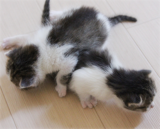 子猫の表情_a0389088_18084172.jpg