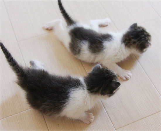 子猫の表情_a0389088_18084182.jpg
