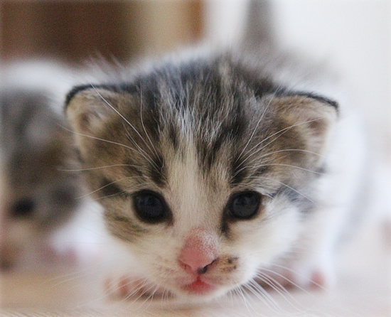 子猫の表情_a0389088_18084191.jpg