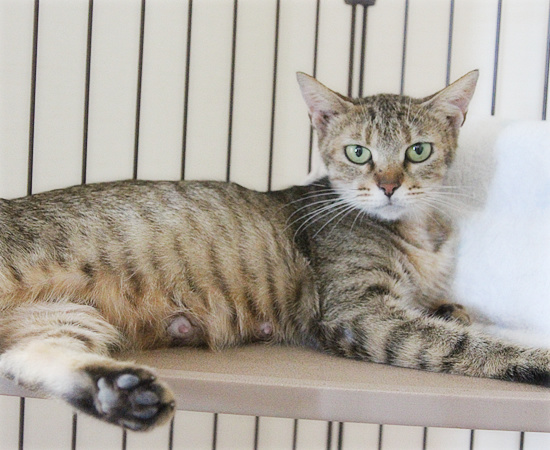 子猫の表情_a0389088_18084192.jpg