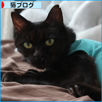 もしゃの手術_a0389088_18084222.jpg