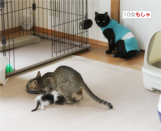 家猫修行の入り口で_a0389088_18084479.jpg
