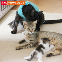 家猫修行の入り口で_a0389088_18084536.jpg
