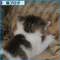 家猫修行の入り口で_a0389088_18084572.jpg