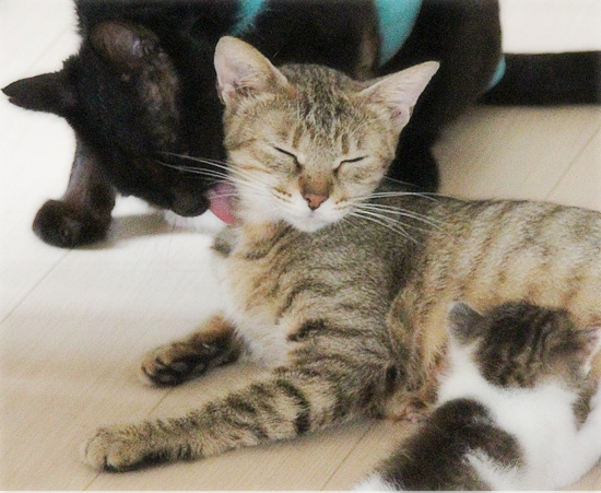 家猫修行の入り口で_a0389088_18084581.jpg