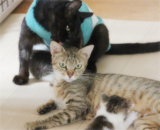 家猫修行の入り口で_a0389088_18084586.jpg