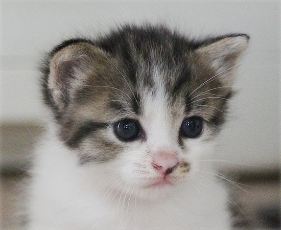 子猫の百面相_a0389088_18084597.jpg