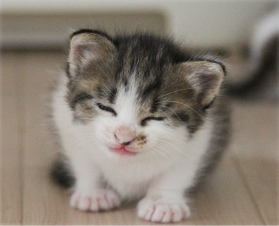 子猫の百面相_a0389088_18084618.jpg