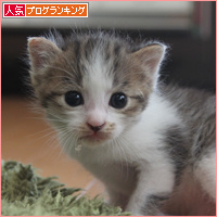 子猫の百面相_a0389088_18084622.jpg
