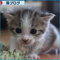 子猫の百面相_a0389088_18084637.jpg