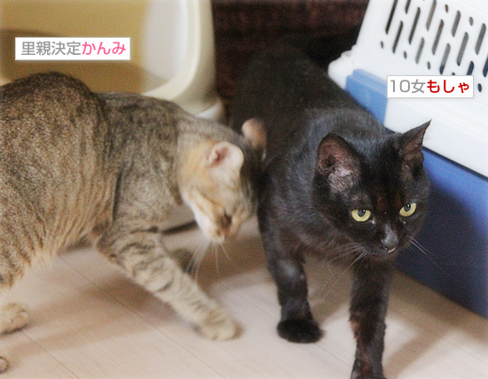 野良の絆_a0389088_18084818.jpg