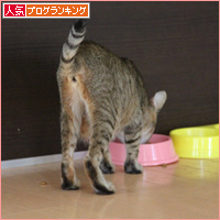 カツオ祭り_a0389088_18084825.jpg