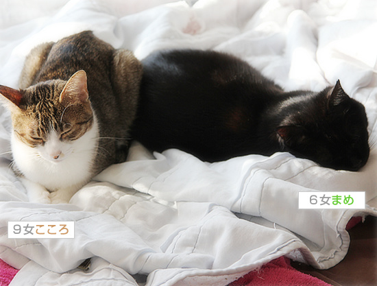 こっちもくっついてます_a0389088_18085239.jpg