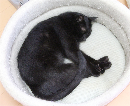 こっちもくっついてます_a0389088_18085373.jpg