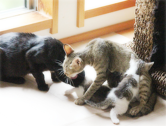 子猫たちの病院_a0389088_18085560.jpg