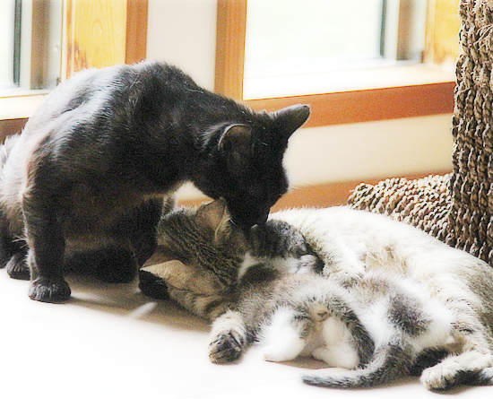 子猫たちの病院_a0389088_18085590.jpg