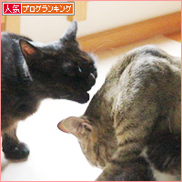 子猫たちの病院_a0389088_18085601.jpg