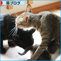 子猫たちの病院_a0389088_18085639.jpg