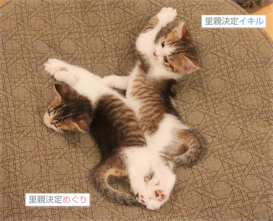 お嫁入り道具_a0389088_18085723.jpg