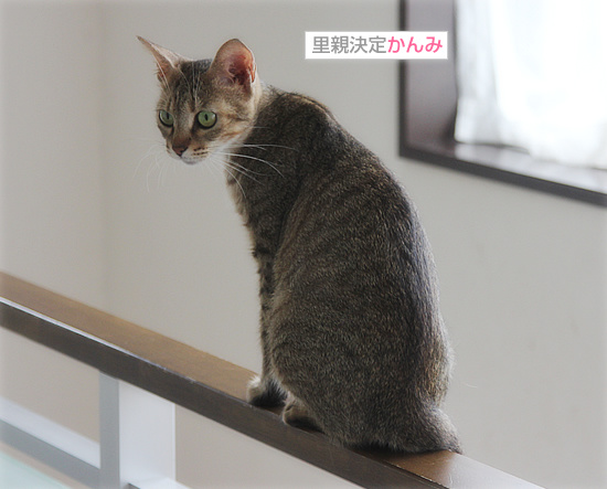 恋がはじまる?_a0389088_18085897.jpg