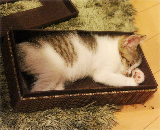 子猫の王国_a0389088_18090217.jpg