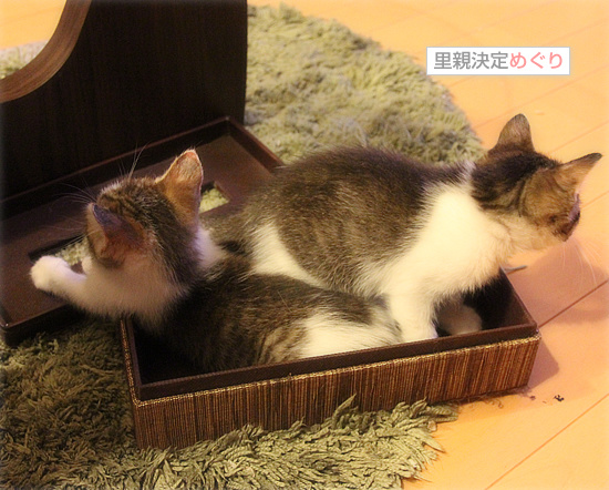 子猫の王国_a0389088_18090223.jpg