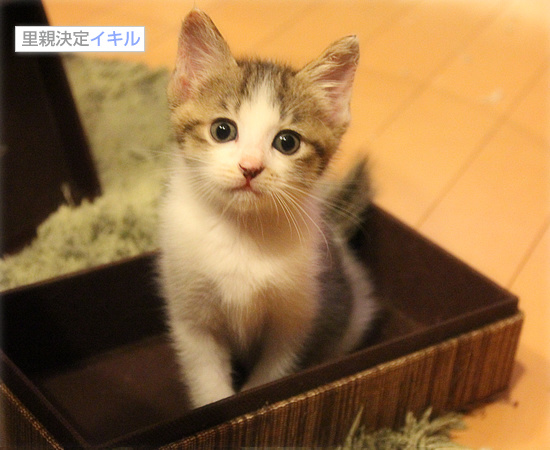 子猫の王国_a0389088_18090225.jpg