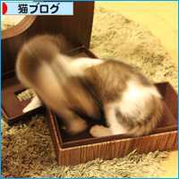 子猫の王国_a0389088_18090228.jpg