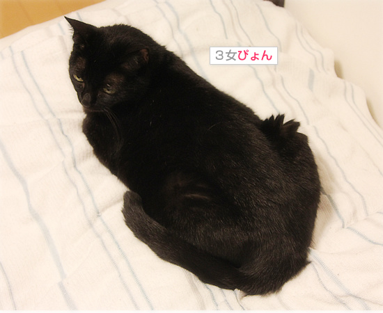 それぞれの抗議_a0389088_18090398.jpg