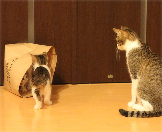 新しい袋(動画あり)_a0389088_18091557.jpg