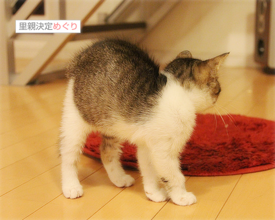 新しい袋(動画あり)_a0389088_18091561.jpg