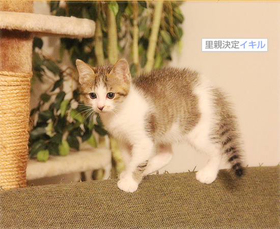 新しい袋(動画あり)_a0389088_18091584.jpg