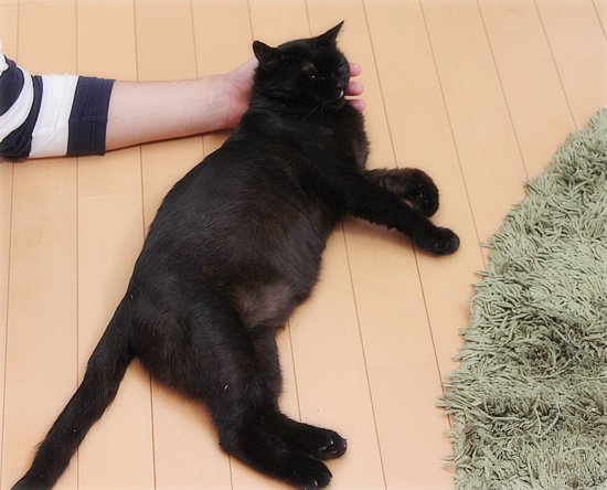 猫エイズ発症の不安_a0389088_18092509.jpg