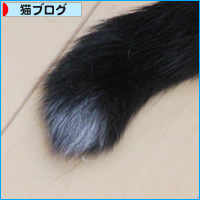 猫エイズ発症の不安_a0389088_18092572.jpg