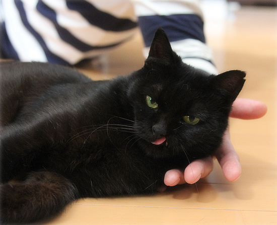 猫エイズ発症の不安_a0389088_18092596.jpg